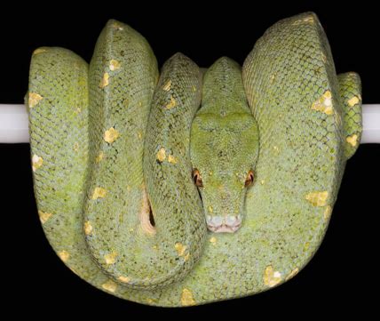 versace green tree python|Collection — Vibrant Viridis, LLC.